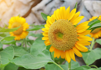 Fototapeta na wymiar Sunflower with sunlight at the morning.