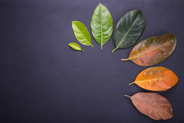 Different color and age of leaves of the jackfruit tree leaves from fresh green to dry brown on black stone background. For environment changed concept