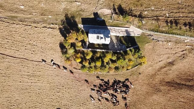 Aerial drone view of cows grazing on Linzone mountain, province of Bergamo during autumn