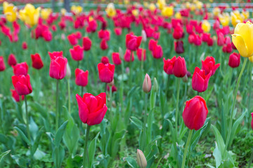 Beautiful bouquet of red tulips.