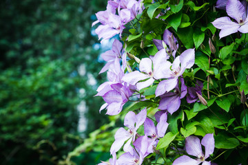 Blooming clematis 