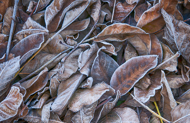 leaves in frost