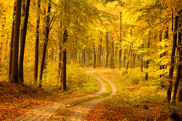 Autumn Forest. Pomerania, Poland 