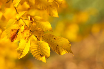 Autumn leaves background. 