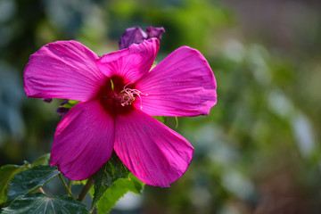 Close up bright purple Hibiscus flower outdoors