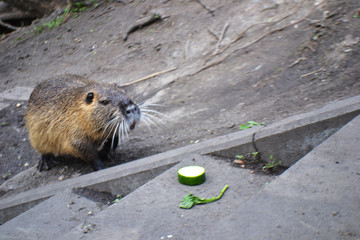 Close up of coypu on the banks of the White Elster River  in Leipzig, Saxony, Germany.