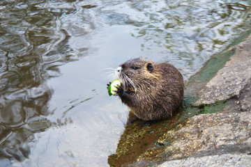 Close up of coypu on the banks of the White Elster River  in Leipzig, Saxony, Germany.