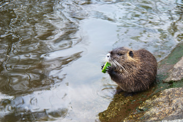 Close up of coypu on the banks of the White Elster River  in Leipzig, Saxony, Germany.