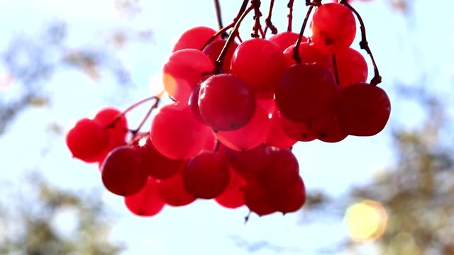 viburnum, a branch of a viburnum