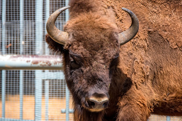 Wisent or European bison