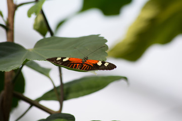 Fototapeta na wymiar Denver Butterfly Atrium Leafs Plants Macro