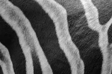 Fototapeta na wymiar Close up zebra skin pattern black and white