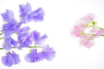 Obraz na płótnie Canvas Sweet pea flowers