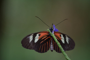Denver Butterfly Atrium Leafs Plants Macro
