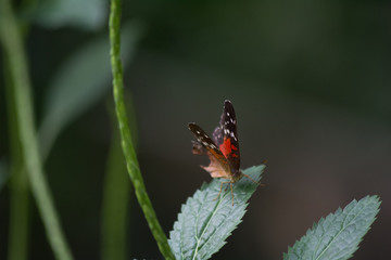 Denver Butterfly Atrium Leafs Plants Macro