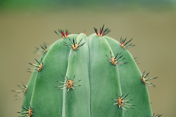 Fresh growth on cactus