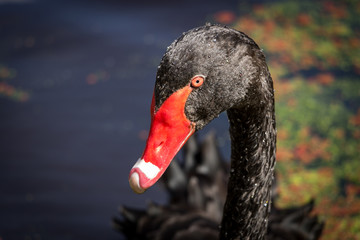 Black Swan Head With Beads Of Water