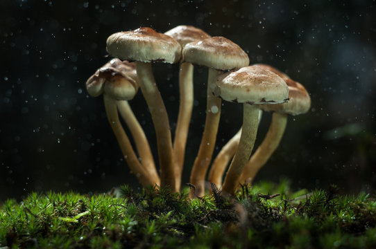 Mushrooms in the forest are illuminated by the sun's rays of light