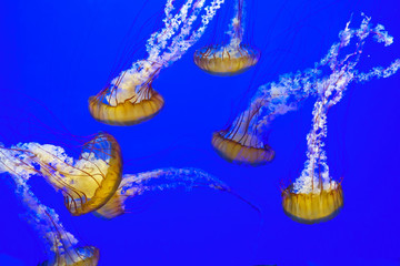 Colorful  Jellyfish  dancing in blue ocean water