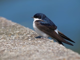 common house martin (Delichon urbicum) 