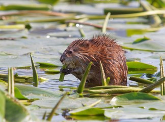 muskrat (Ondatra zibethicus) feeding with vegetation