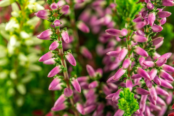 Calluna Vulgaris - Heather in three colors