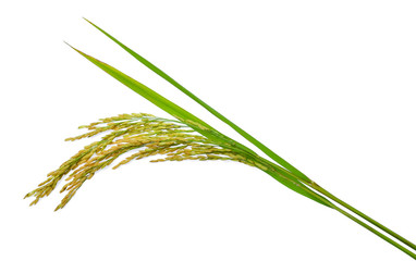 green paddy rice isolated on white background