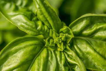 fresh basil at sunshine as background