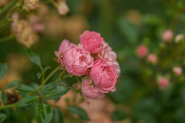 pink roses with green leaves at sunshine