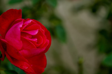 red rose with a blurred background