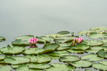 pink water lilies with green leaves at sunshine