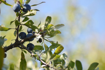 Close up of blackthorn fruits.