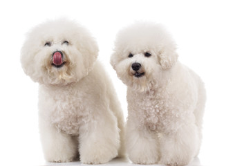 couple of bichon frise dogs one licking its nose