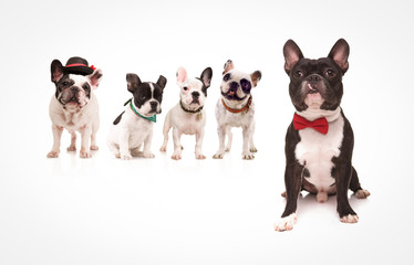 seated french bulldog wearing red bowtie in front of dogs
