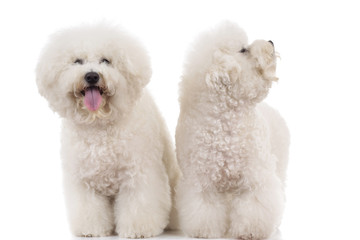 couple of beautiful panting bichon frise dogs standing together