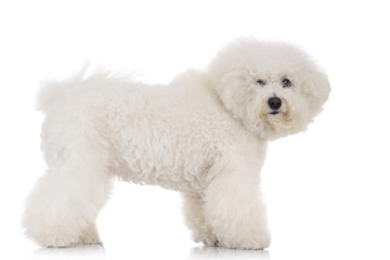 side view of a standing bichon frise puppy dog