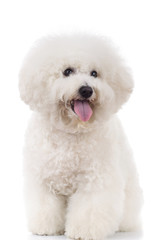 seated and panting bichon frise