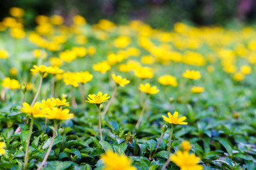 Spring background with beautiful yellow flowers