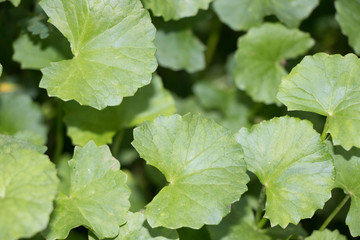 Indian pennywort