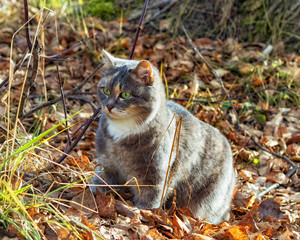 autumn-cat-grass