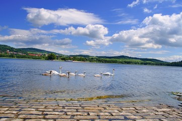 A flock of swans on Lipno Lake and paved coastline of Blizsi Lhota, Czech Republic