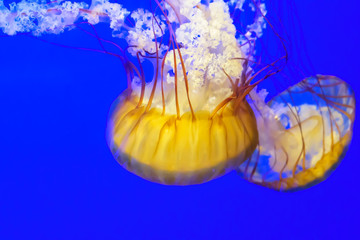 Colorful  Jellyfish  dancing in blue ocean water