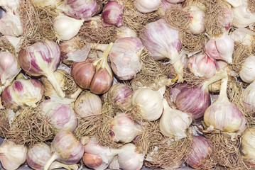 Background of the bulbs of purple stripe garlic