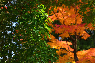 colors of Autumn leaves, Kyoto Japan
紅葉　京都