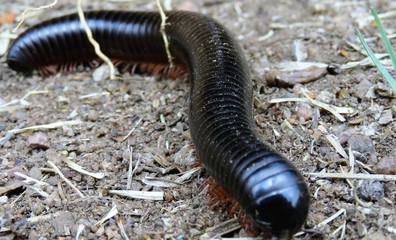 MILLIPEDE