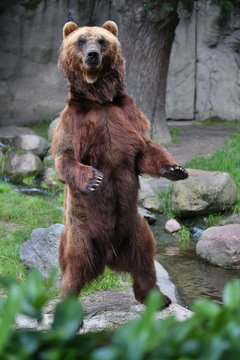Beautiful bear in the nature looking habitat in Germany. Captive brown bear. Ursus arctos.