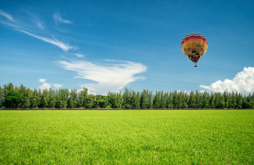 Fototapeta premium Spring Landscape Green Rice Field with Balloon on Blue Sky in Sunshine Day