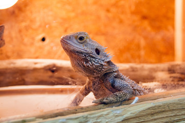 lizard