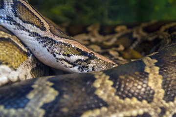 boa