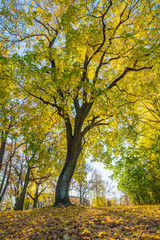 Arkadijas  park in Riga, district agenskalsns. Autumn, yellow tree leaves and reflection. 2017